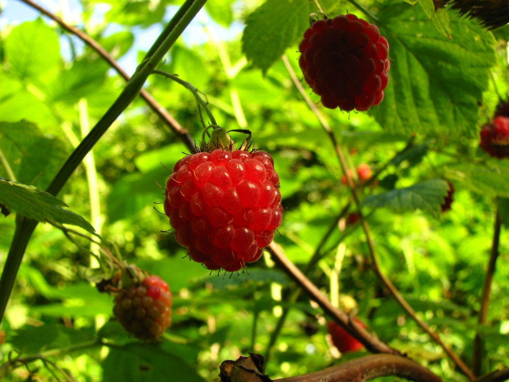 raspberries-2-1323178