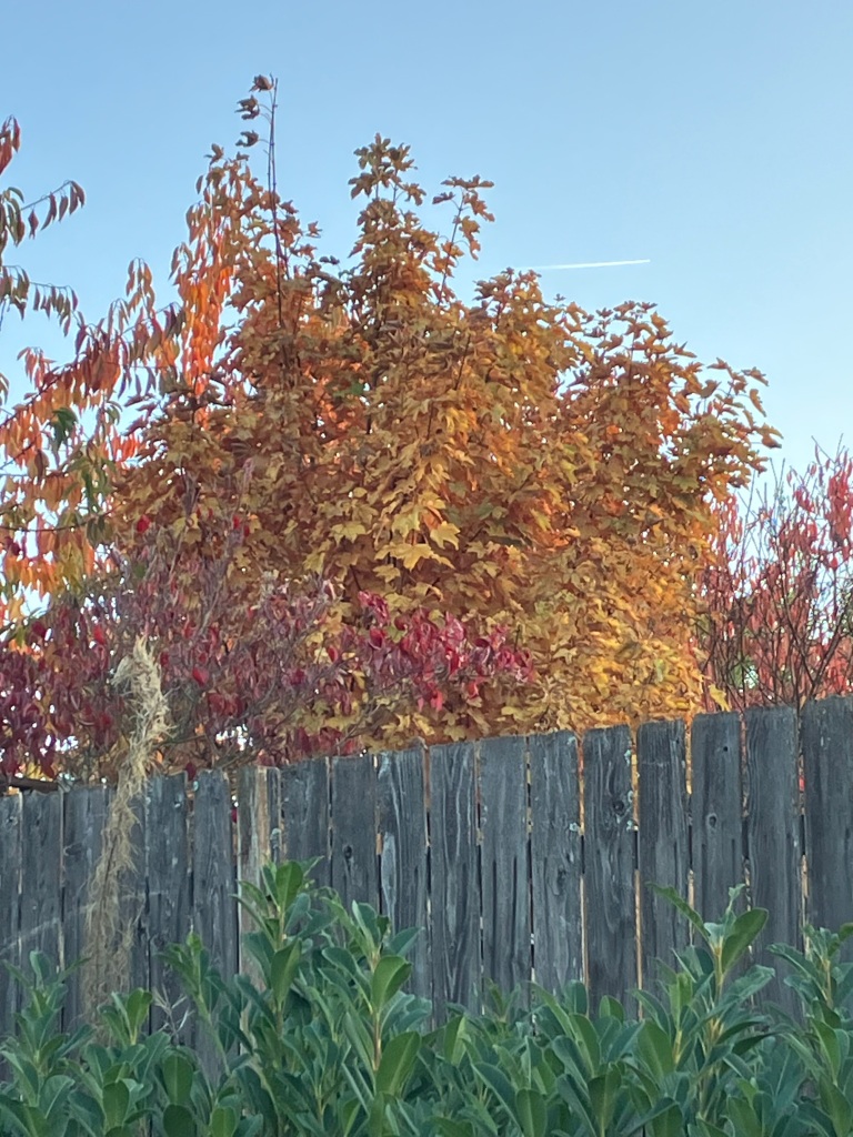large maple with red and gold leaves behind a fence