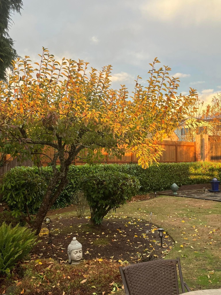 back yard with gold leaves on apple tree, sun reflected off the fence and a Buddha head statue